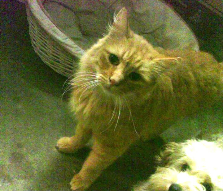 从超级替补到关键先生,阿尔瓦雷斯在2026世界杯之夜,如何让世界记住了自己的名字