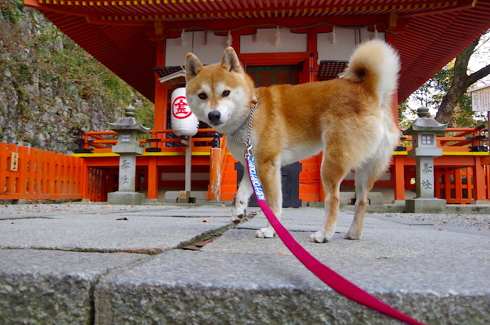 风暴与城墙，篮网以节奏掌控冻结黄蜂，马克西全场最佳无争议