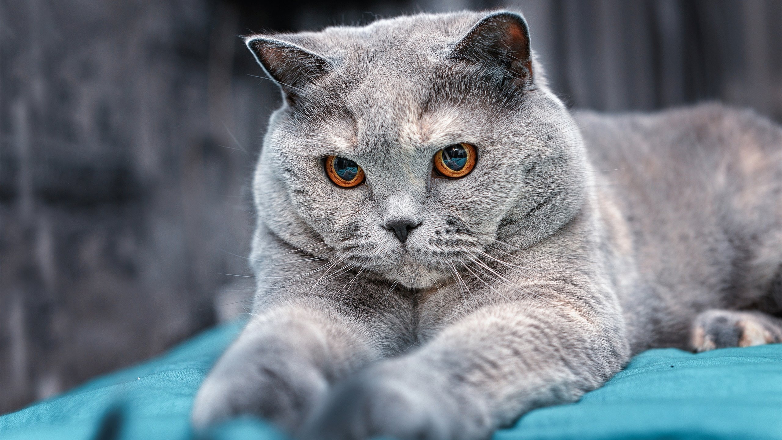 开云体育在线-球场如戏,当76人鏖战魔术,约基奇在更大舞台化身数据神明