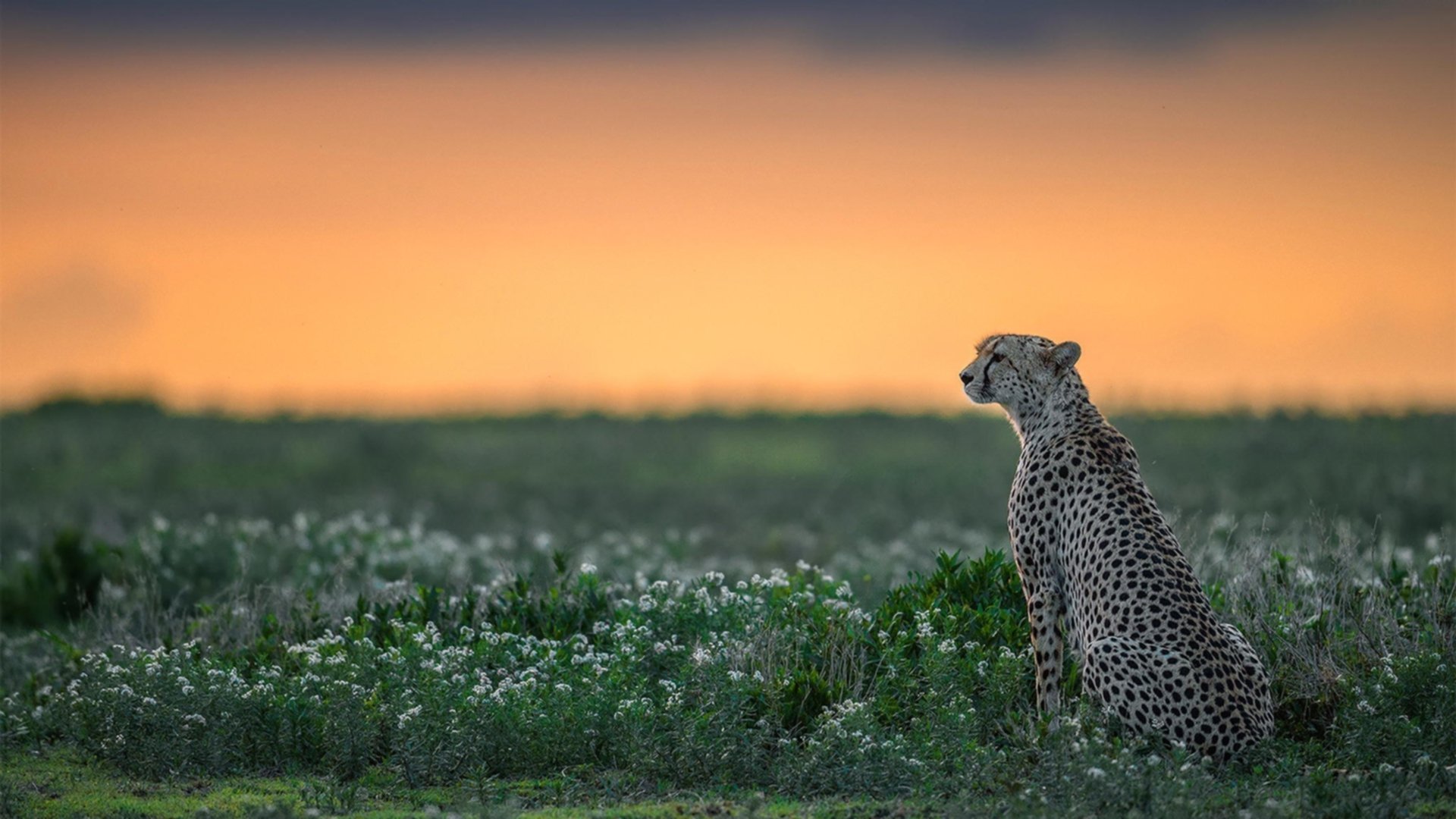 开云体育在线-唯一的关键先生,阿尔瓦雷斯如何用末节风暴为西班牙偷走胜利