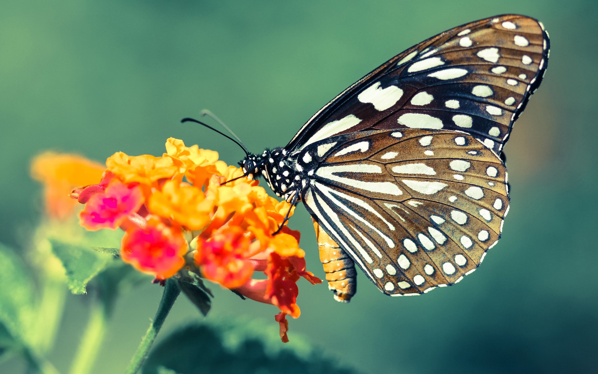 教科书之夜，阿克如何用黄金四分钟铸就年度焦点战传奇