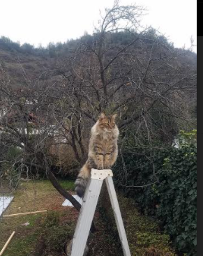 开云体育入口-新王撕裂钢铁洪流，独行侠跨过篮网荆棘