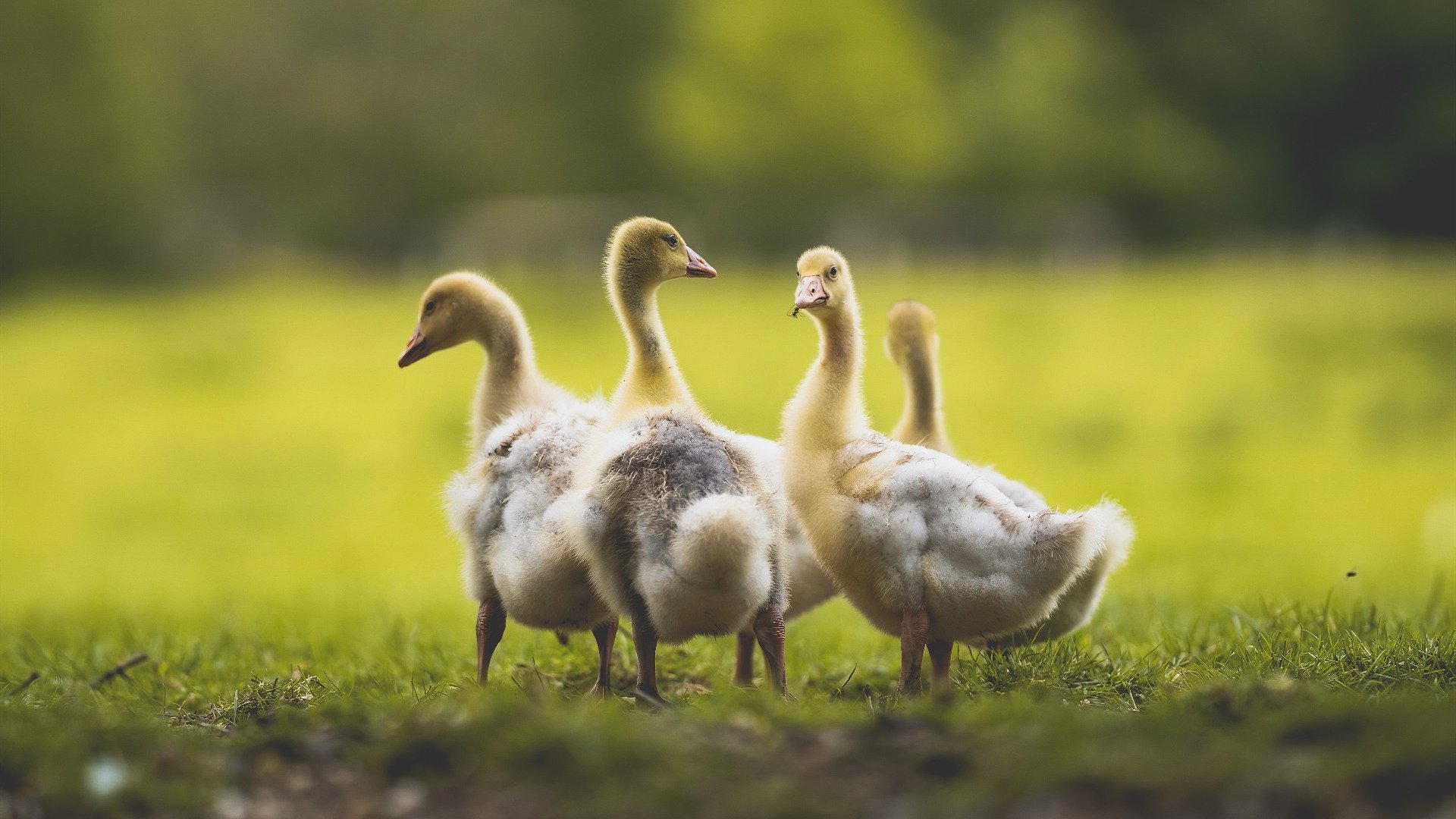 新王撕裂钢铁洪流,独行侠跨过篮网荆棘