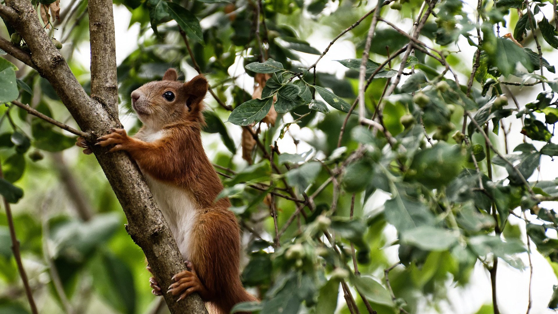 17岁金童闪耀友谊赛！加维全场掌控节奏，佛罗伦萨补时绝杀中国男足