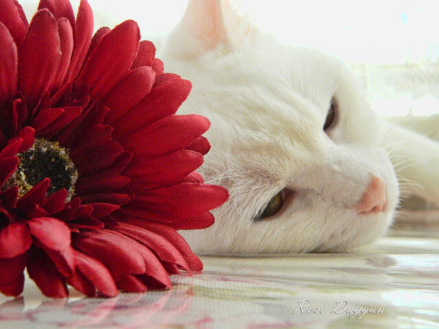 单核驱动与火力覆盖，罗德里戈的孤星闪耀与英格兰的体系碾压