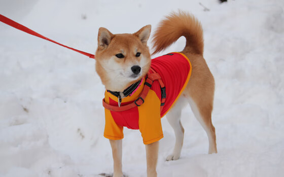 唯一性，永恒0.1秒，戈贝尔与不属于他的荣耀