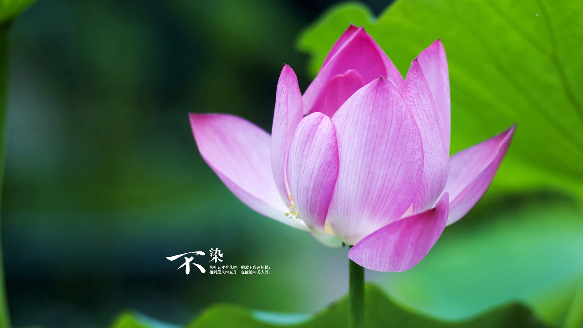 北境风雪与南境狂澜，双城记中，一个出比利时的争冠密码与一道刷新历史的铁闸