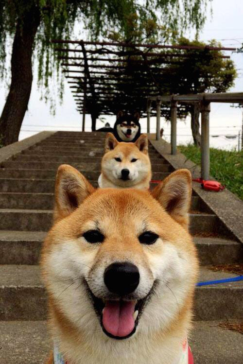 范迪克防守艺术，当伊拉克遭遇希腊，一部现代足球的防守教科书