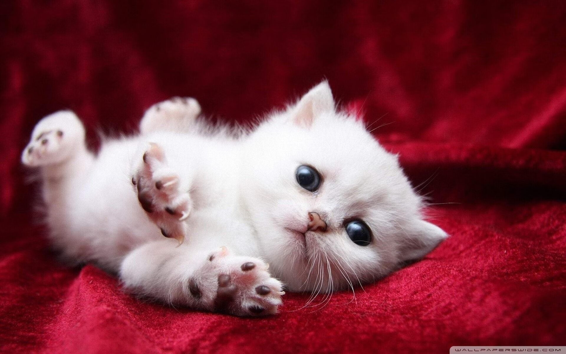 开云体育app-一剑封喉,争冠之夜阿克的绝命封喉