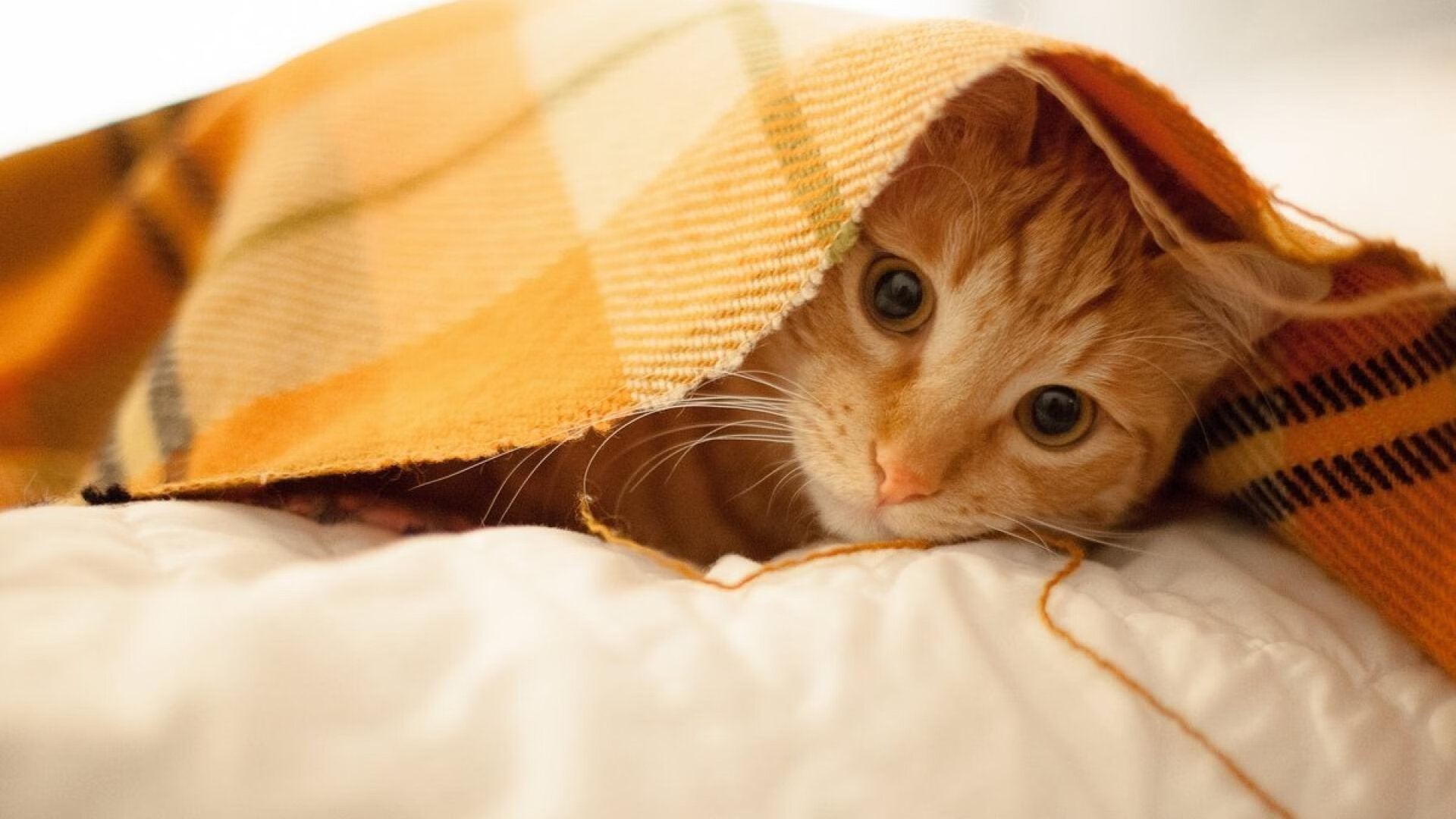 赛道上的狂胜,F1揭幕战焦点战如塞维利亚般征服伊朗