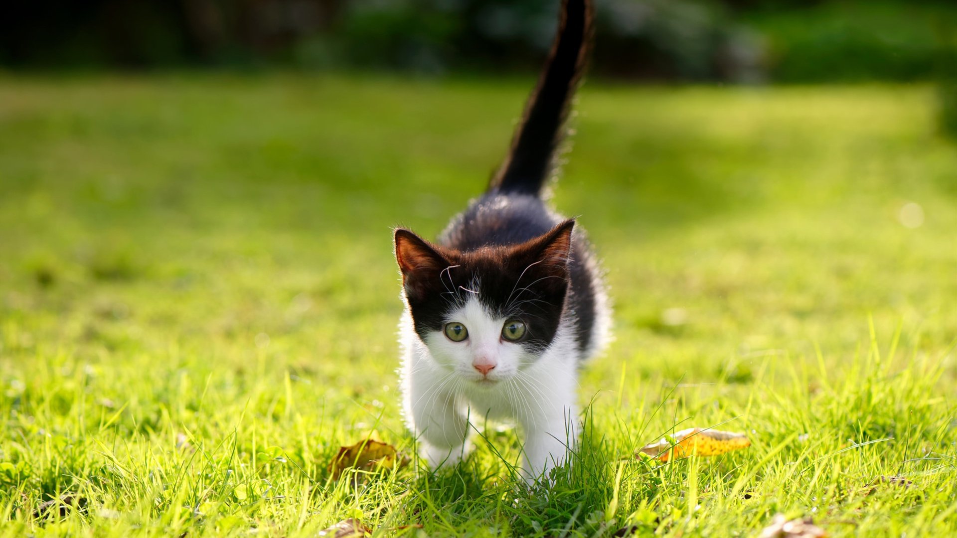 金字塔压倒雄鹰，世界排名争夺战的震撼之夜与战术秩序的崩解