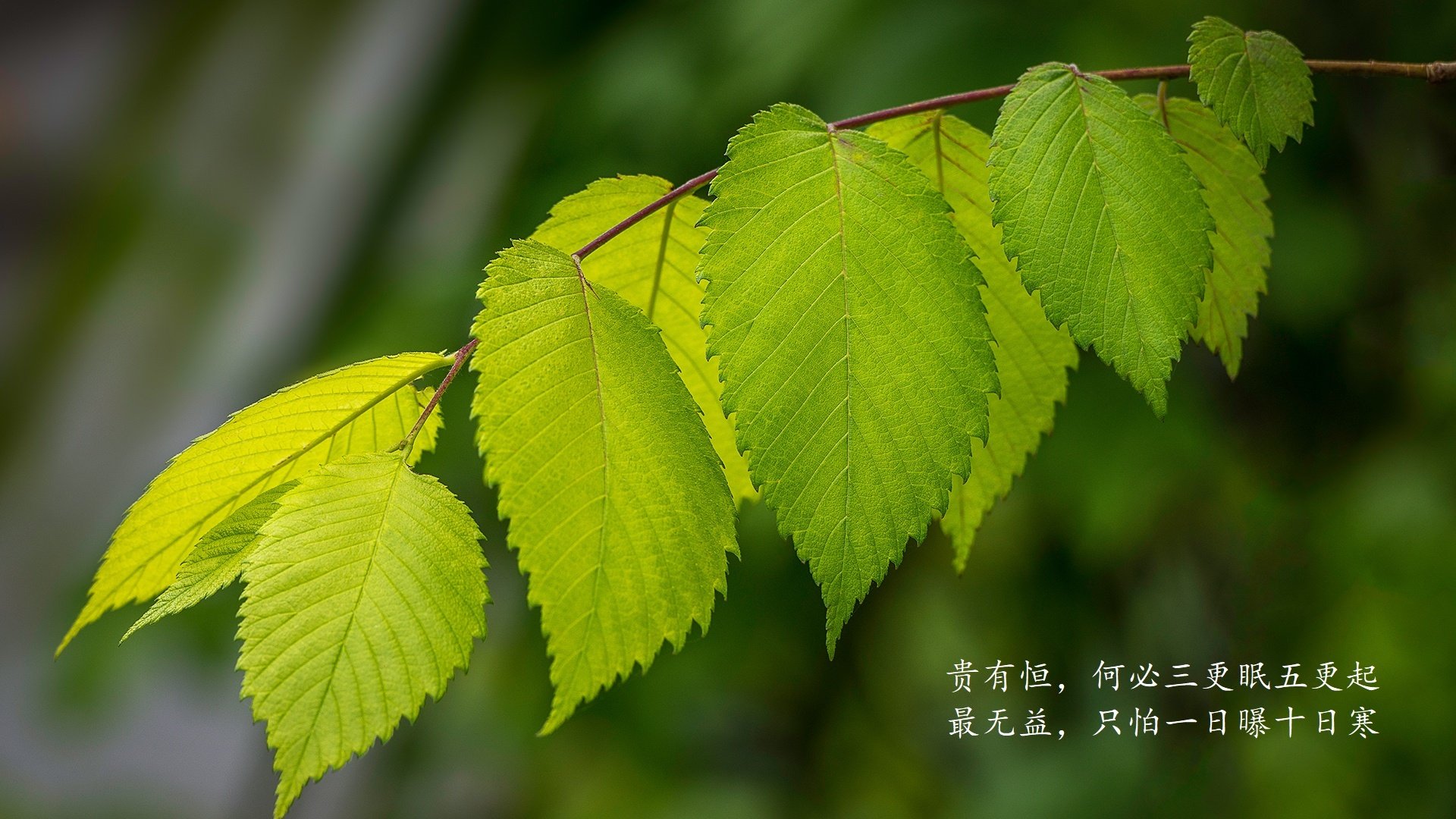 蓝黑闪电撕裂安第斯山脉,萨内独造三球,尼日利亚在A组死亡之组写下唯一剧本