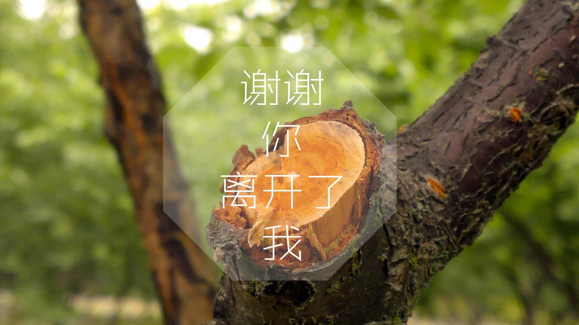 开云APP-南美铁幕的裂痕,当塞尔维亚的钢铁洪流碾过桑巴王国,加维在2026之夏封神